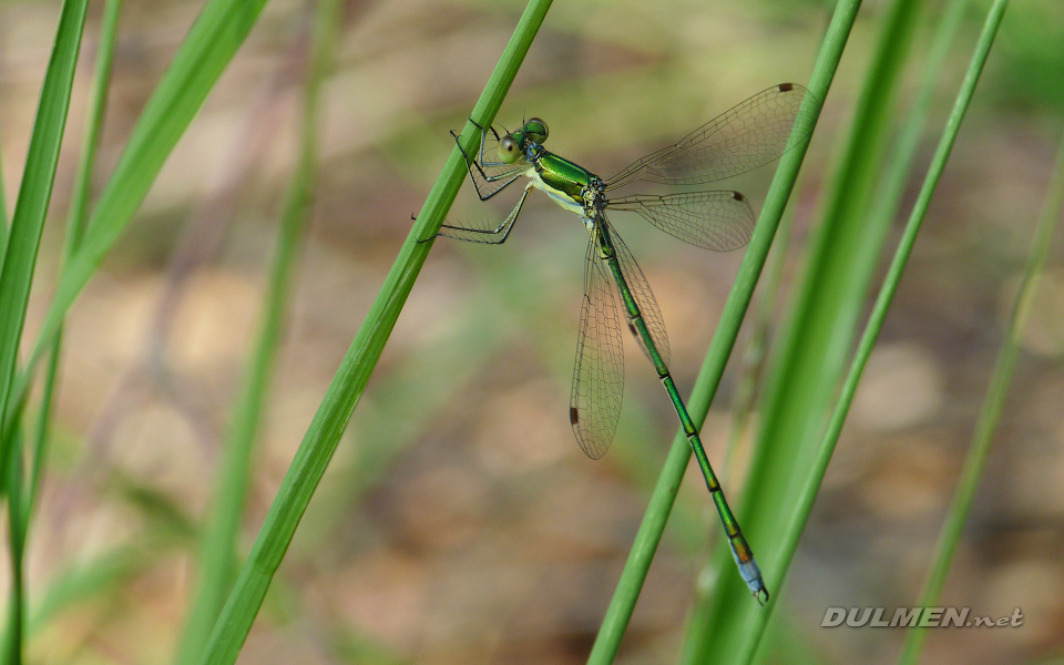 Small Spreadwing (Male, Lestes virens)